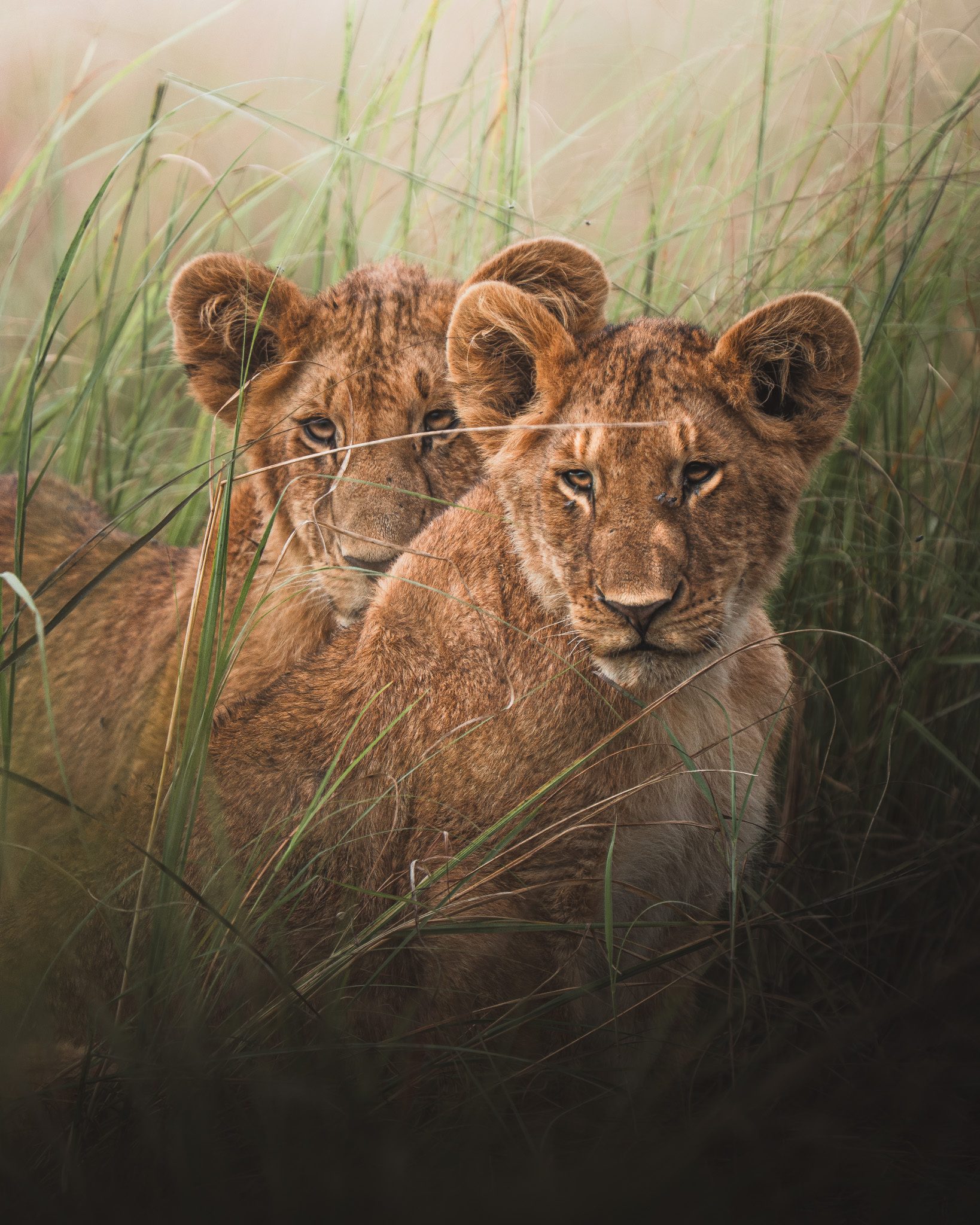 Zebraherde verteilt über offene Graslandschaft unter weitem Himmel