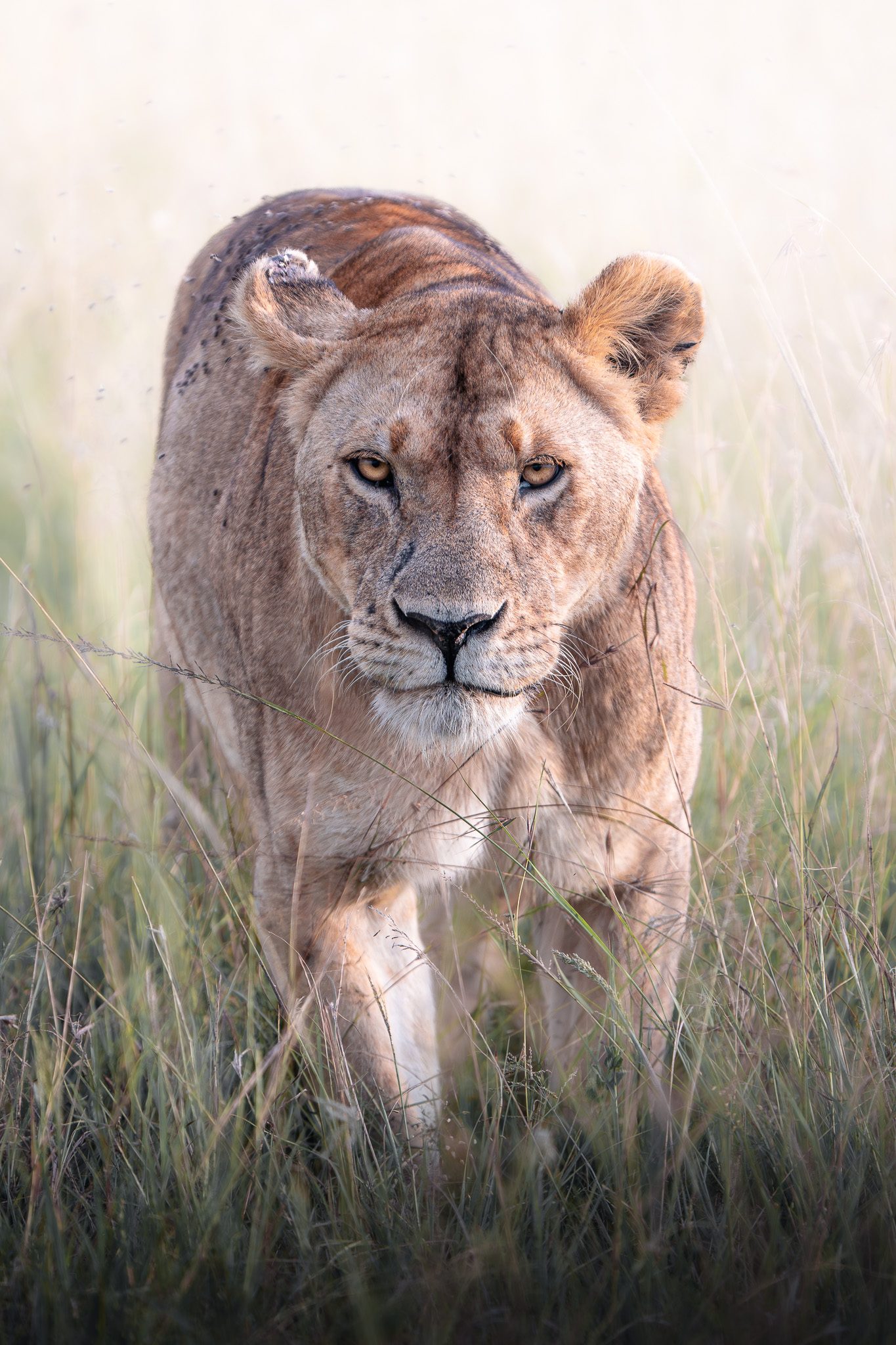 Leopard ruht auf einem Ast im gefleckten Licht