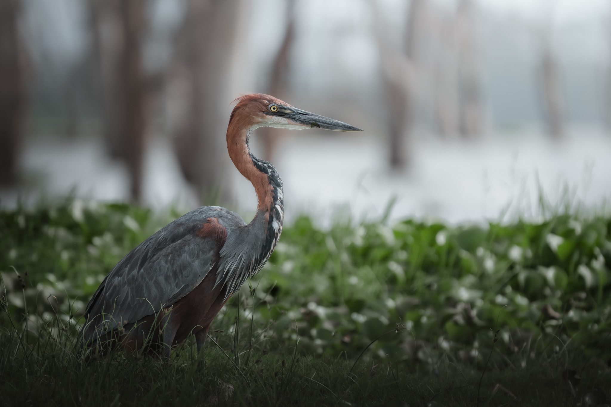 Männlicher Löwe mit dunkler Mähne blickt intensiv in die Ferne