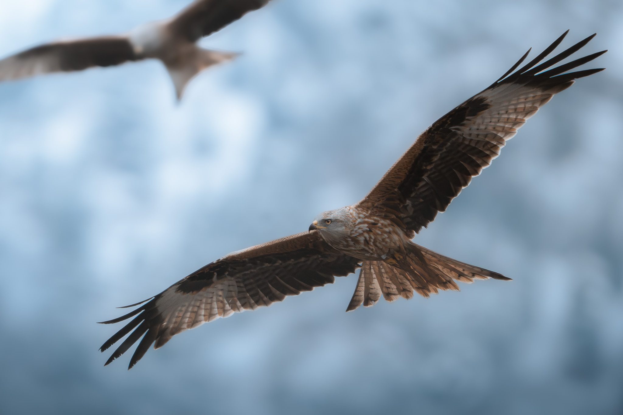 Junger Steinbock balanciert auf einem schmalen Sims, Berge in der Ferne