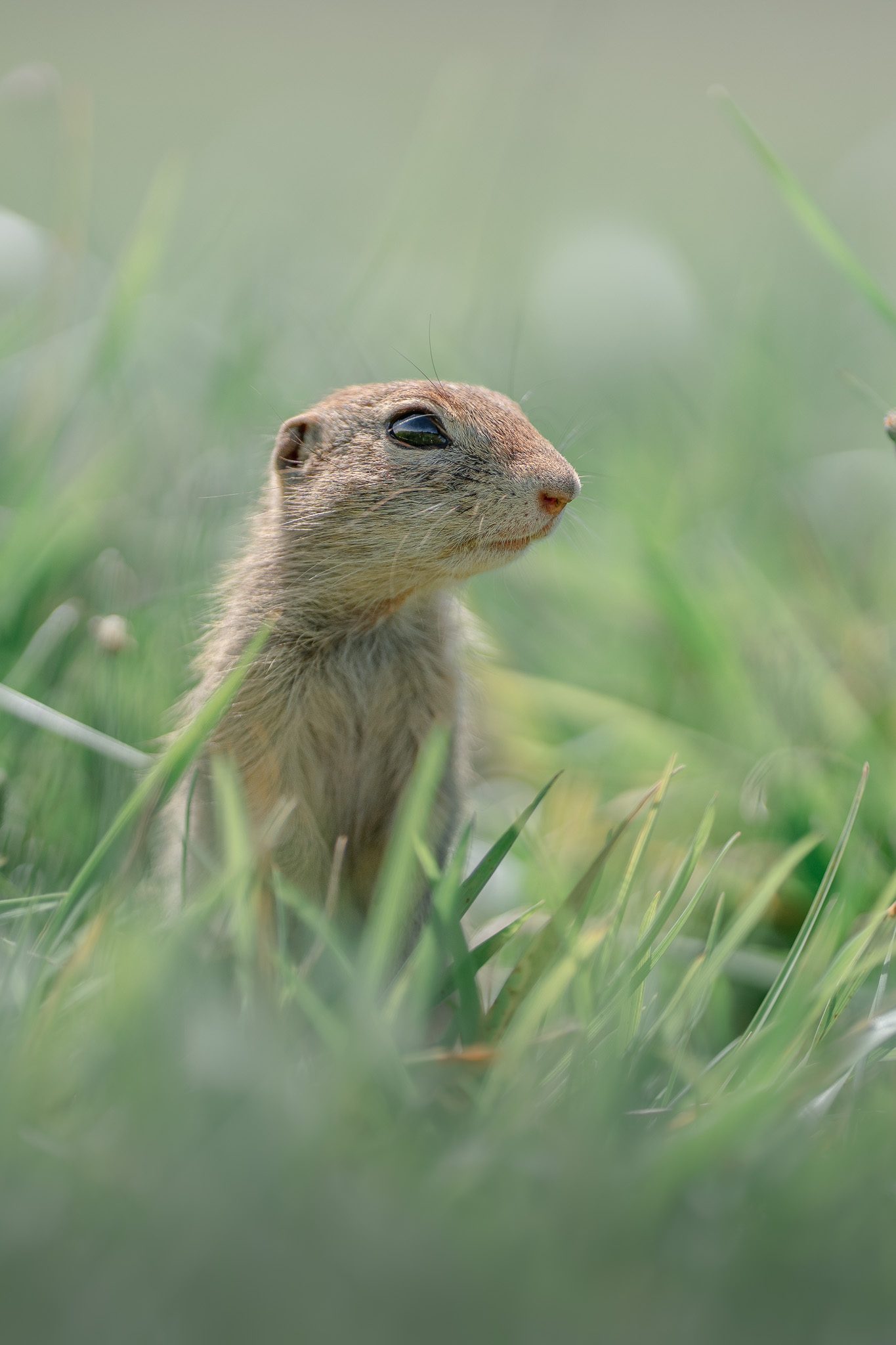 Steinadler startet von einem Felsvorsprung in den Alpenwind