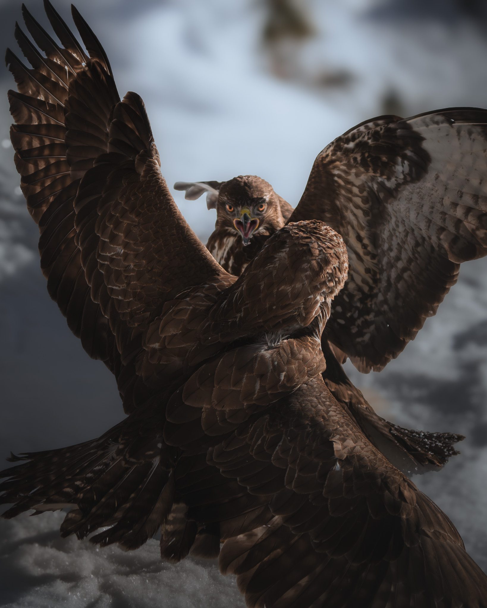 Alpensteinbock als Silhouette vor dramatischem Berghimmel