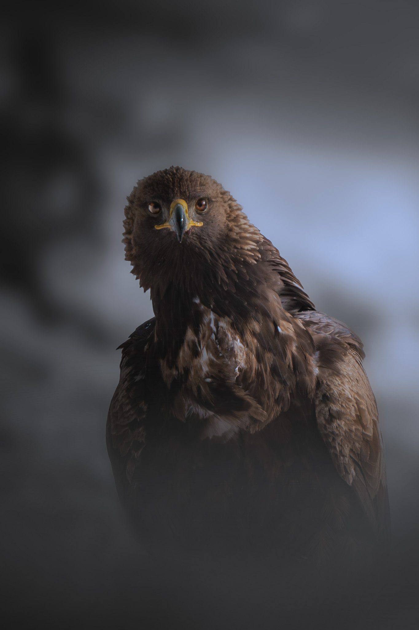 Murmeltier überblickt sein Revier von einem Granitfelsen in der Höhe