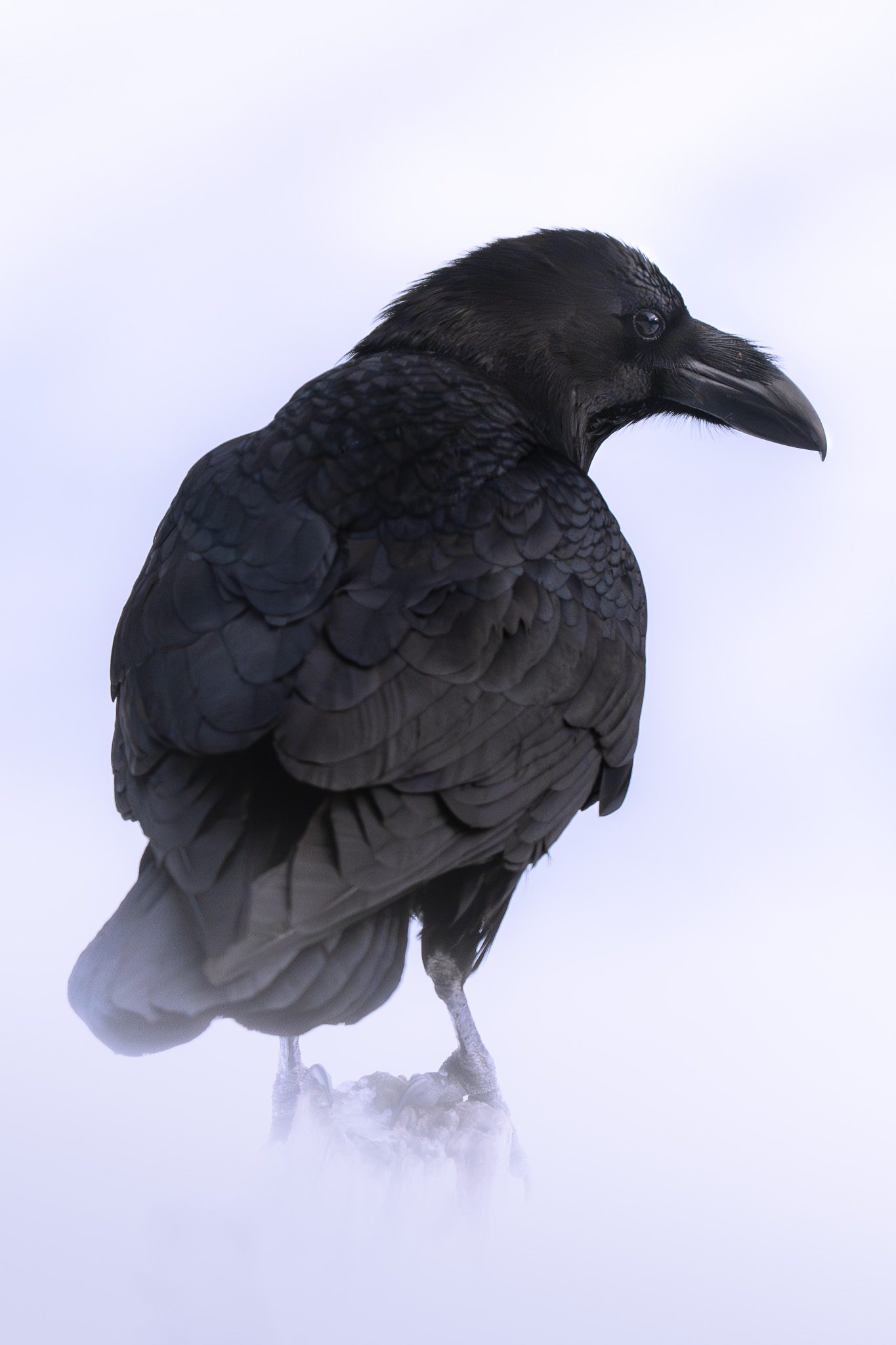 Gämse grast in einer Wildblumenwiese unter aufragenden Gipfeln