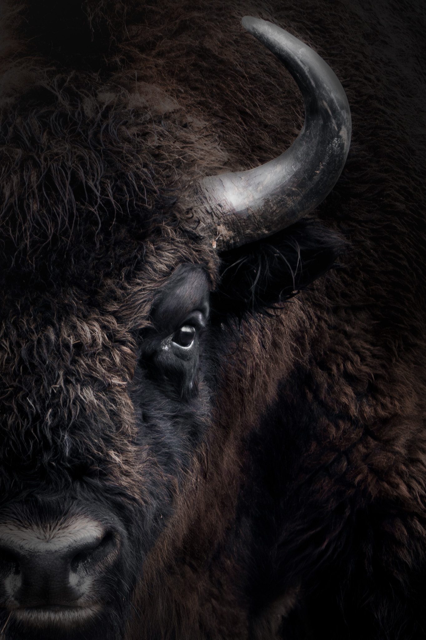 Steinadler über zerklüftetem Alpinterrain mit schneebedeckten Gipfeln