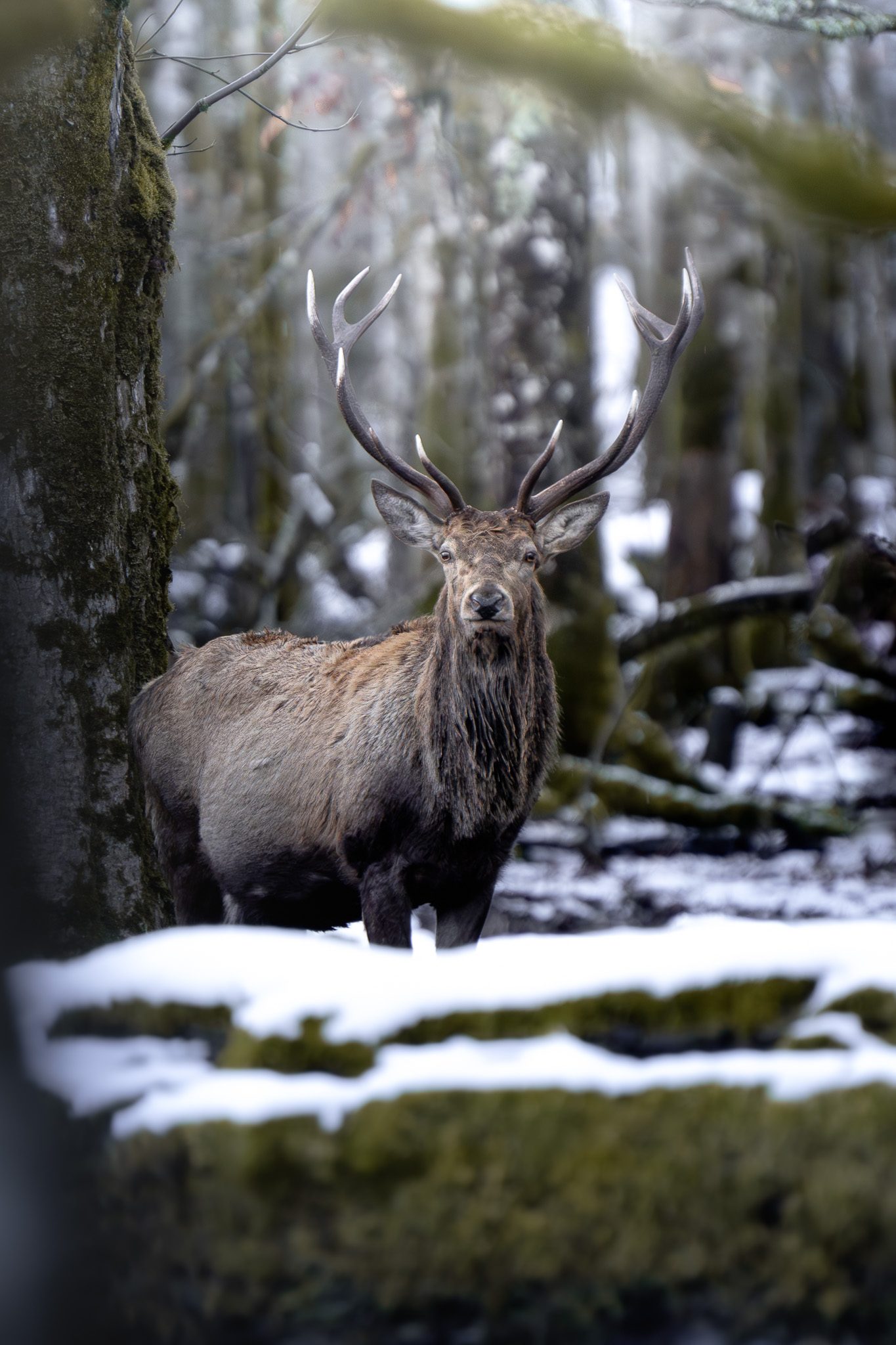 Fuchs schleicht leise durch schneebestäubtes alpines Unterholz