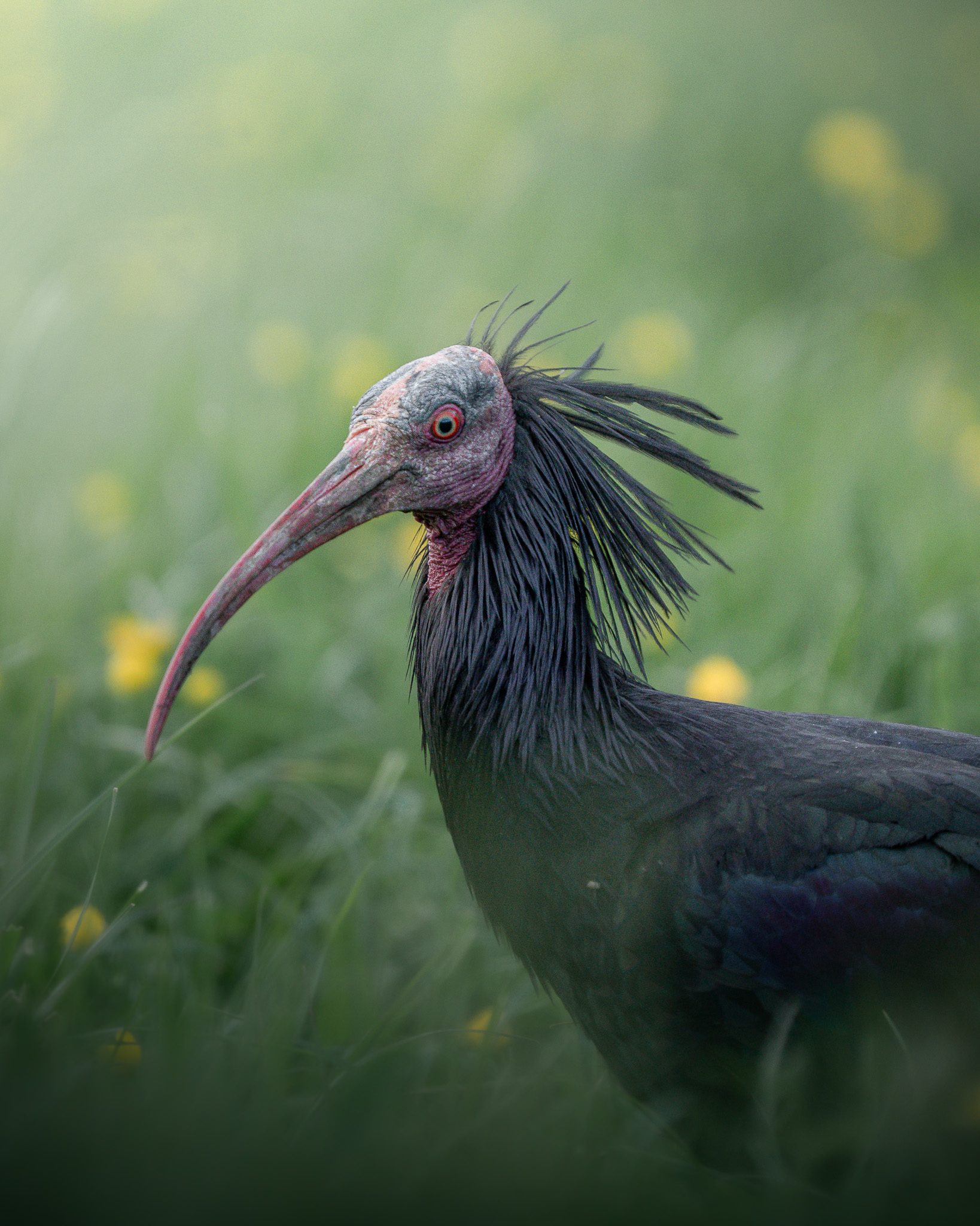 Gämsenrudel überquert einen schneebedeckten Grat unter Winterbedingungen