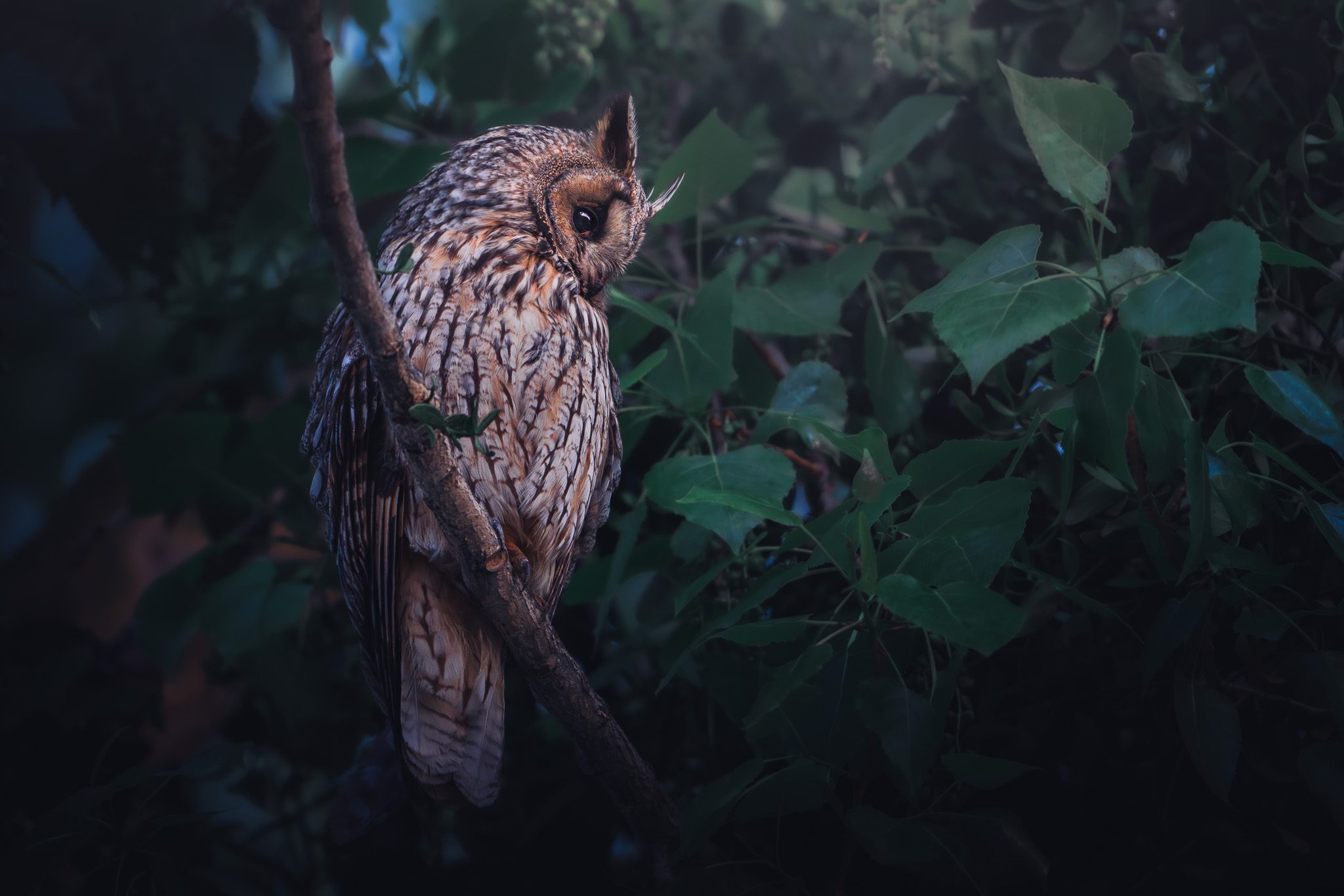 Gämskitz springt zwischen Felsen an einem steilen Alpenhang