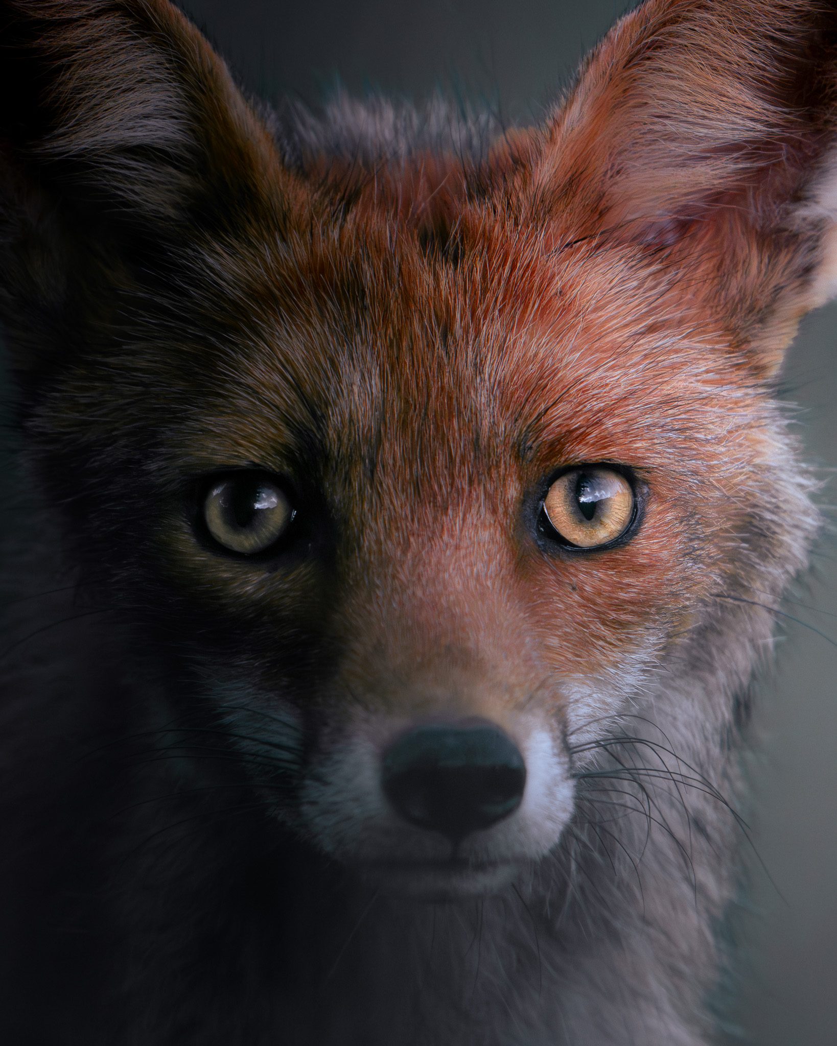 Alpine Wildtiere im dramatischen Gegenlicht auf einem Höhengrat