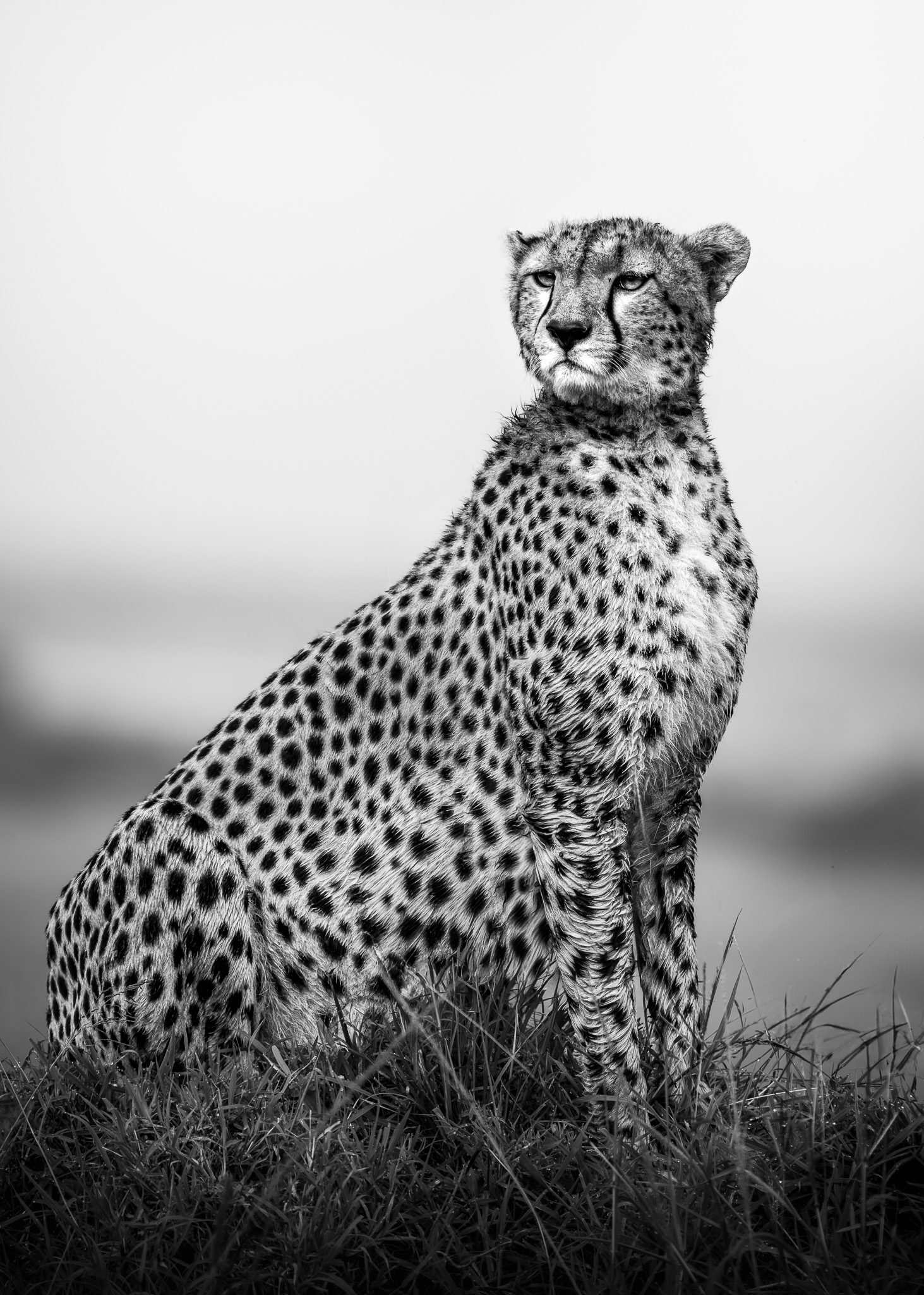 Wildtier bei goldener Stunde — warmes Gegenlicht beleuchtet Staub und Bewegung