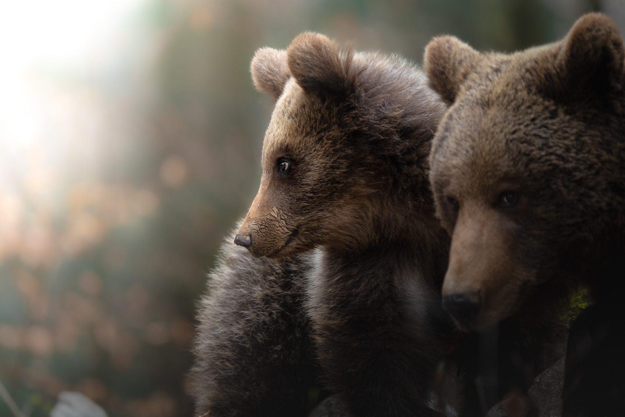 Wildtier in seinem Element — unberührte Natur ohne Eingriff dokumentiert