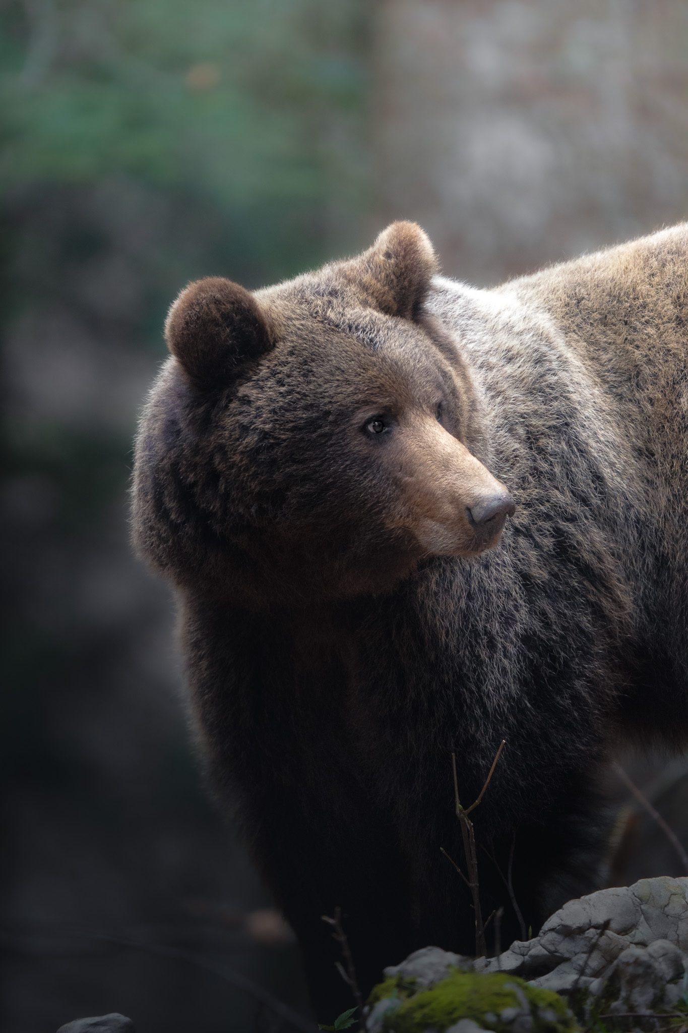 Stiller Moment in der Natur — die Ruhe zwischen den Begegnungen