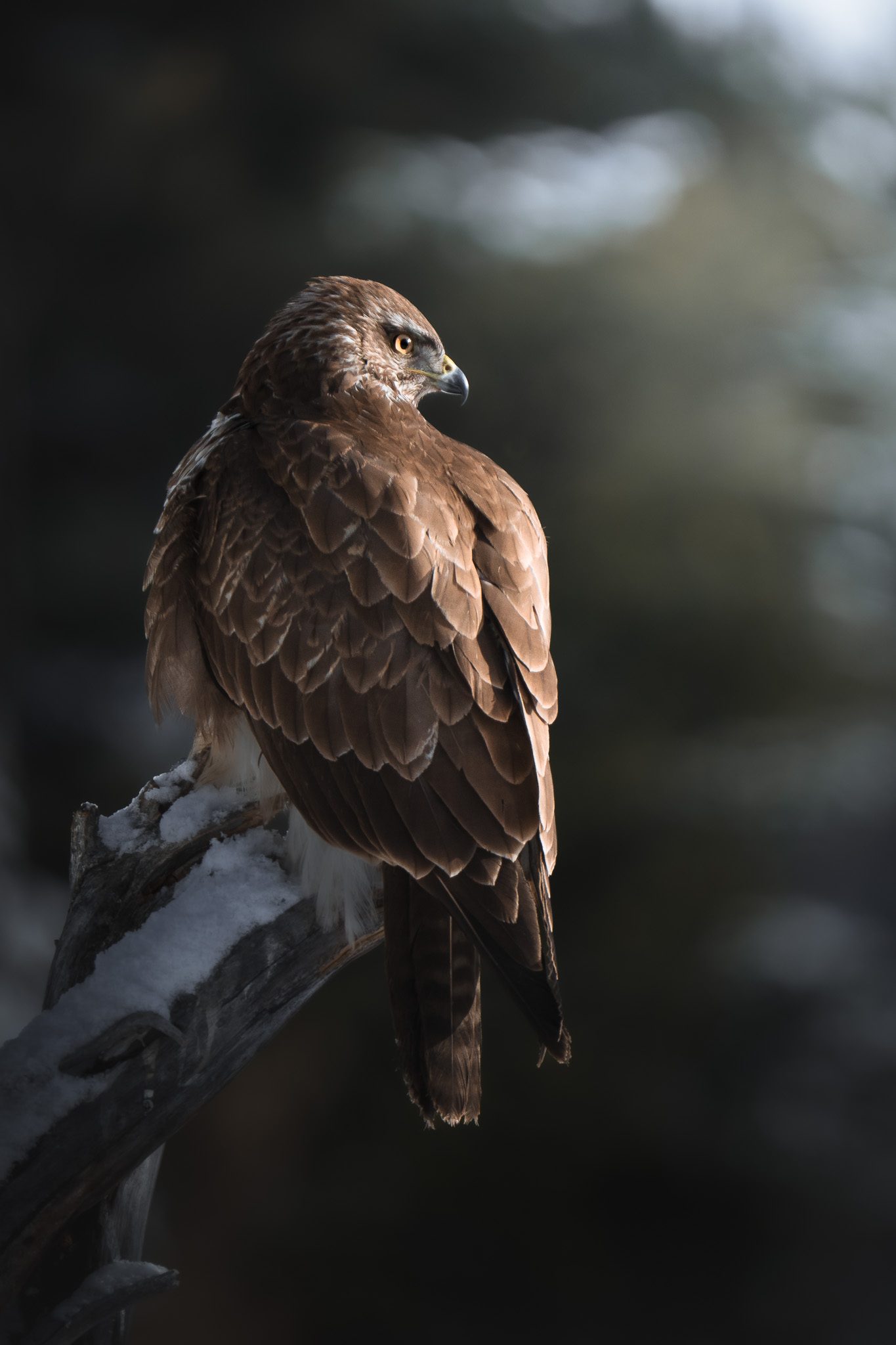 Auerhahn bei der Balz — Details durch Geduld offenbart