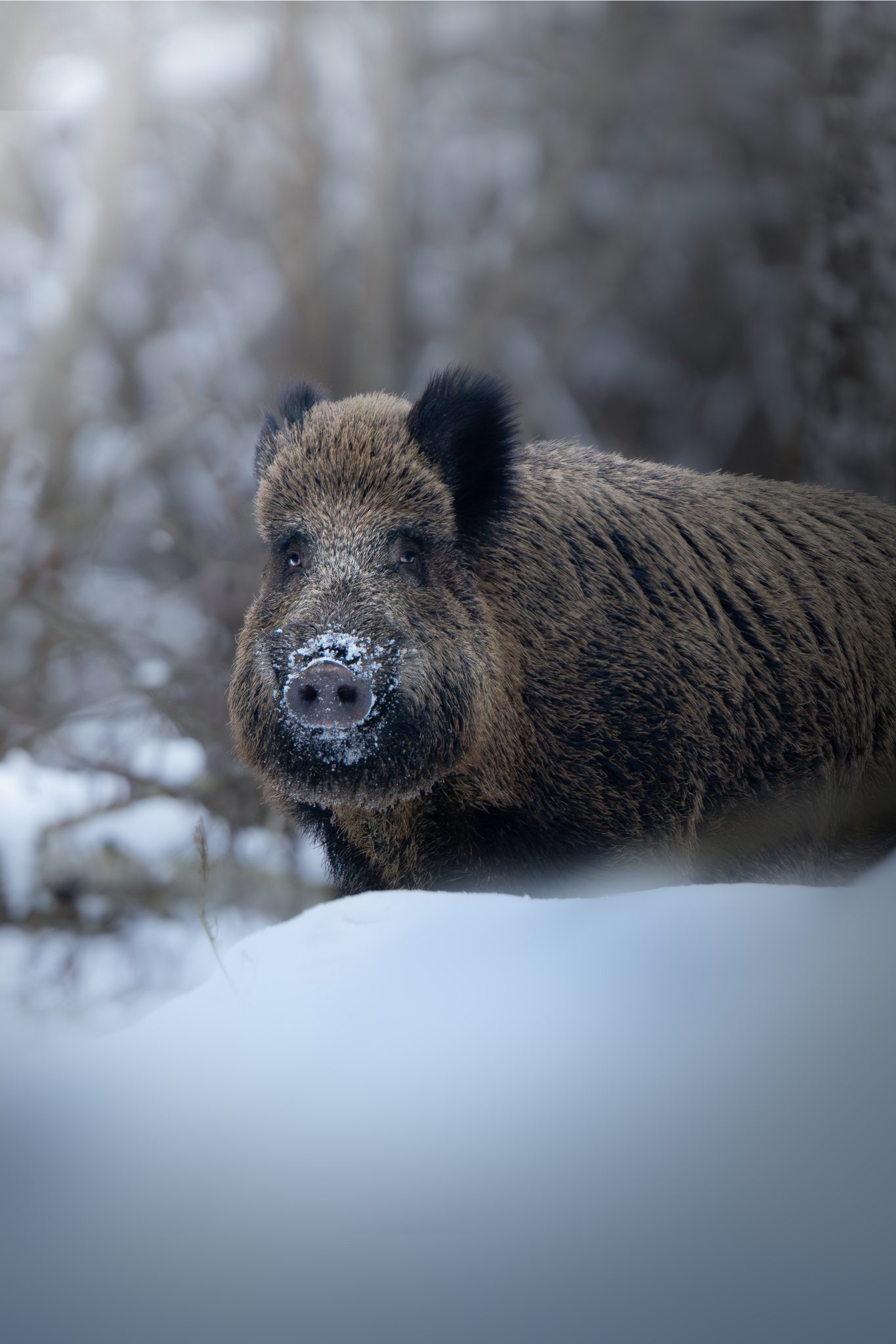 Wildtierporträt — Geduld und Feldwissen enthüllen verborgene Momente