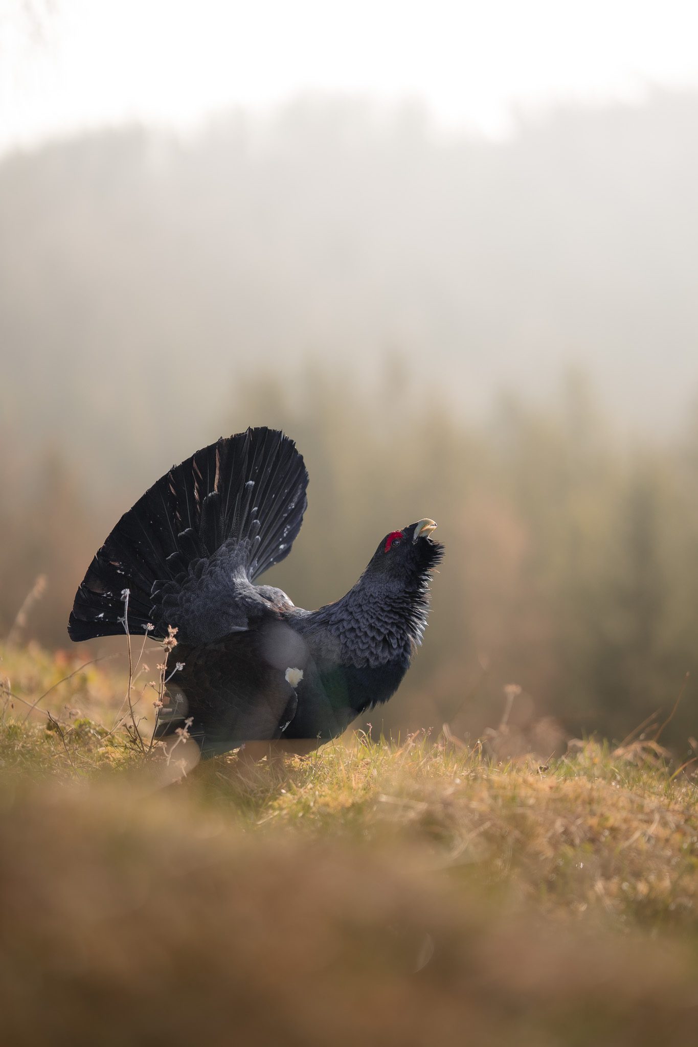 Auerhahn bei der Balz im dichten Bergwald
