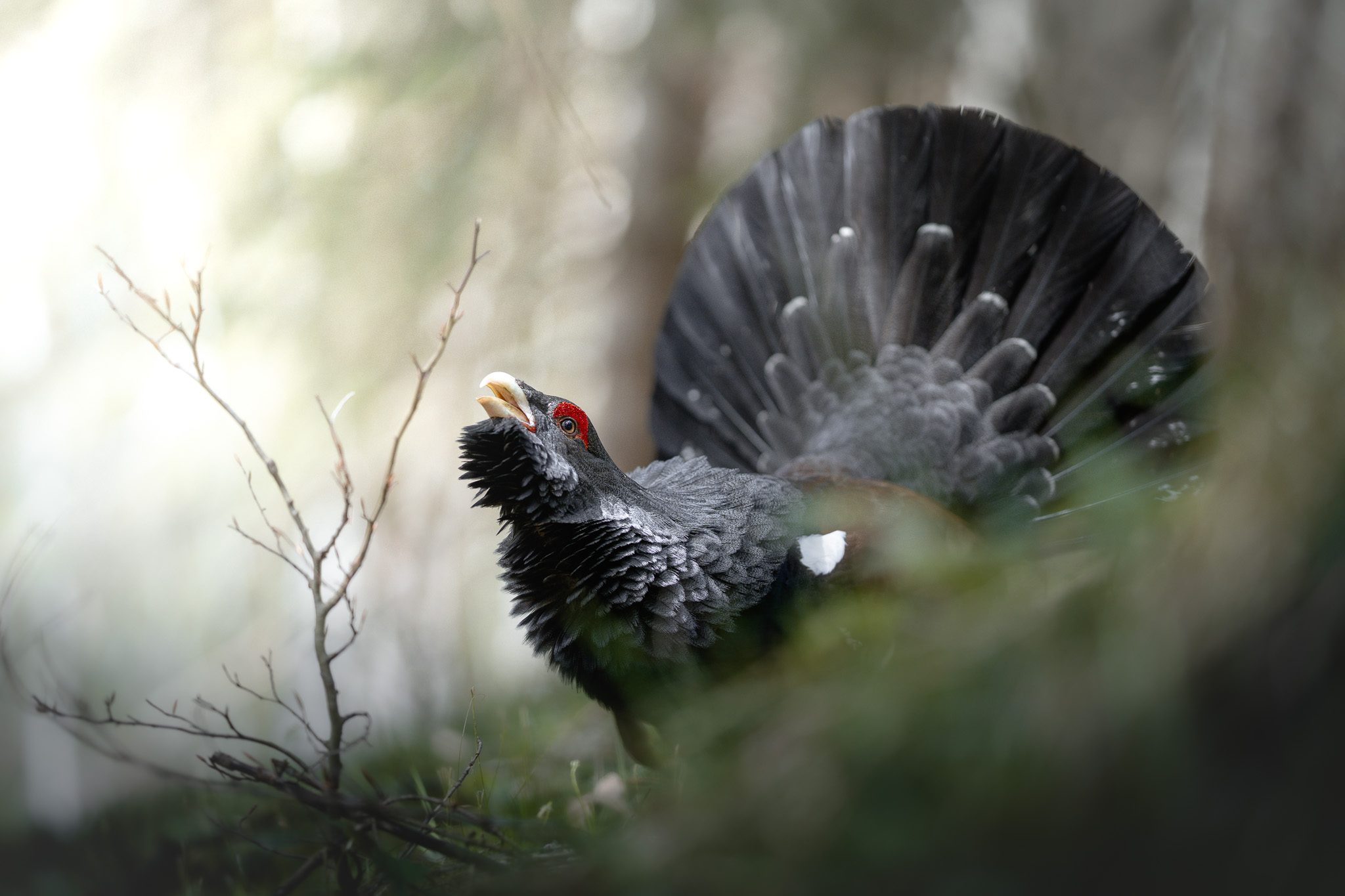 Auerhahn im natürlichen Licht — die stillen Momente der Balz