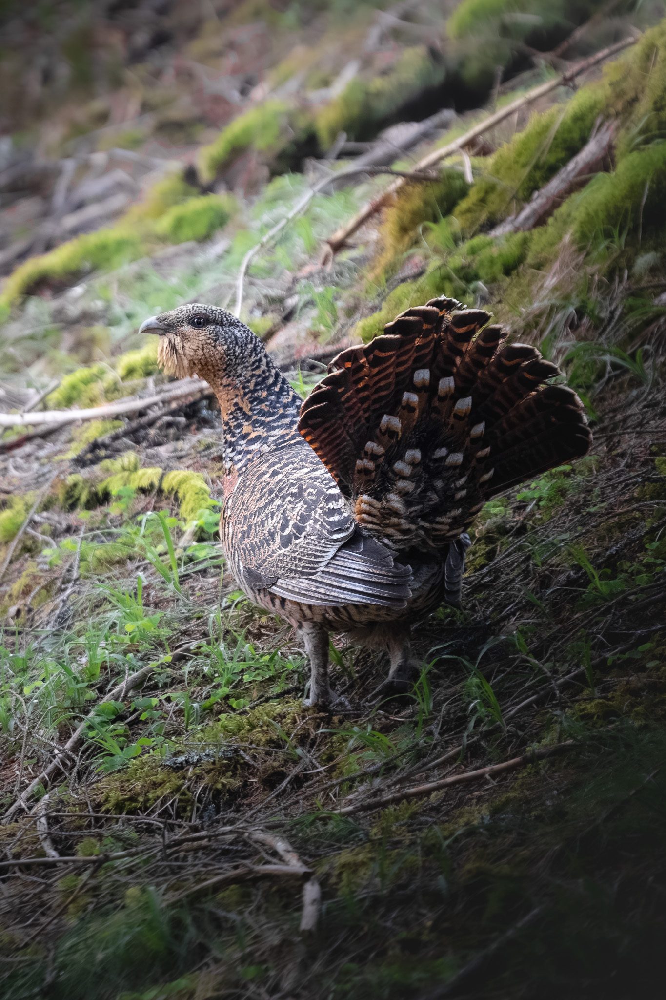 Wildtiere in der alpinen Landschaft — die Beziehung zwischen Tier und Lebensraum