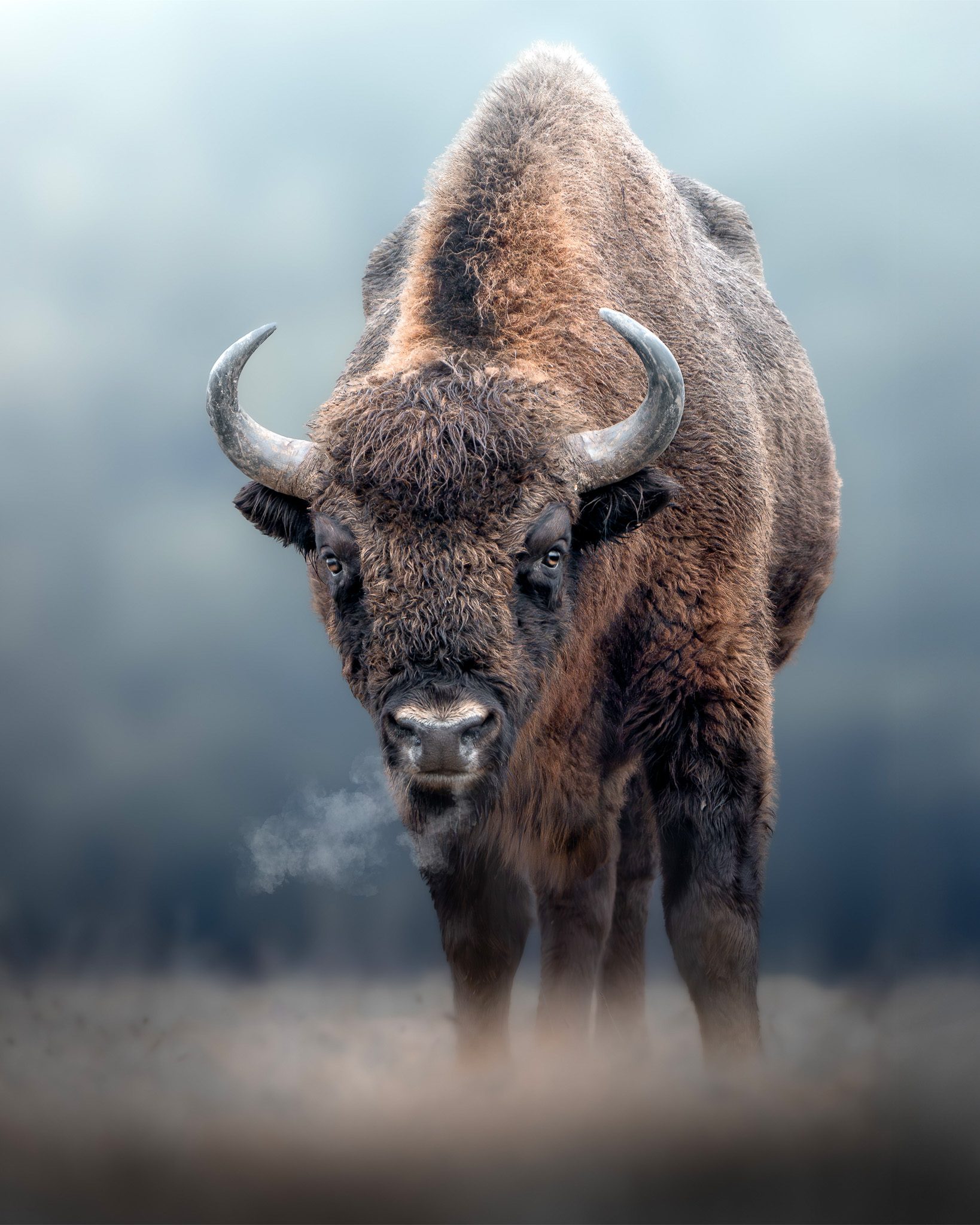 Europäischer Bison im nebligen Waldgebiet — Symbol der Auswilderung